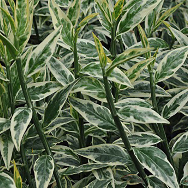 Euphorbia tithymaloides 'Variegatus'