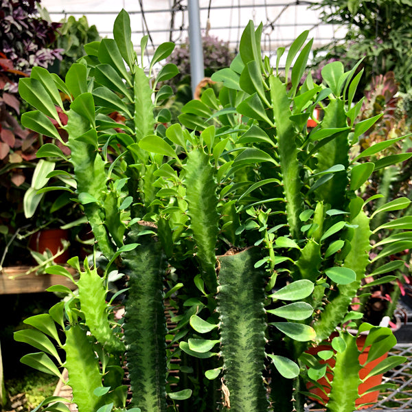 euphorbia trigona succulent Euphorbia trigona