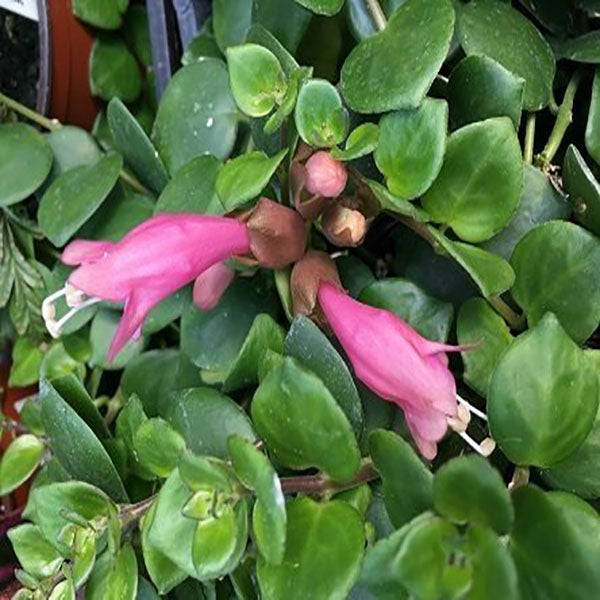 succulent lipstick plant Aeschynanthus 'Thai Pink'