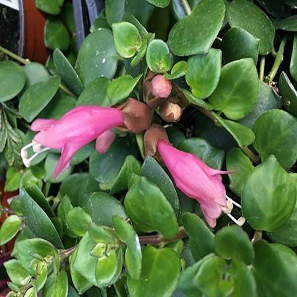 Aeschynanthus 'Thai Pink'