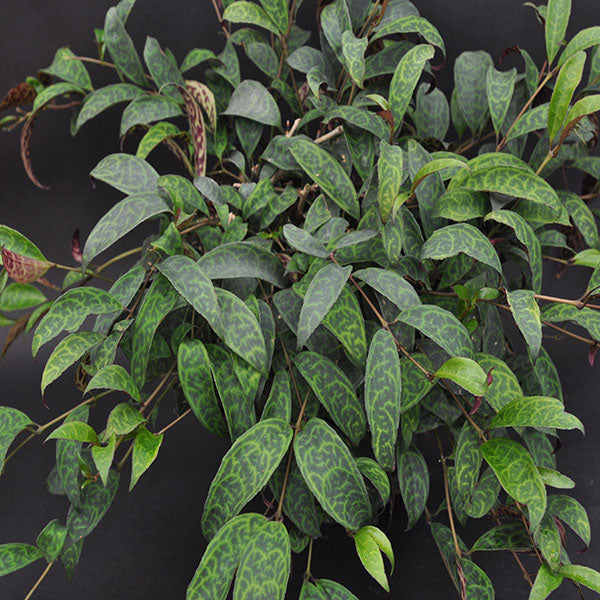 Gesneriaceae-Aeschynanthus-longicaulis-Black Pagoda-Steve’s Leaves Inc.