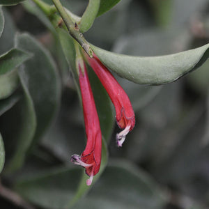 macranthus 'Variegata'