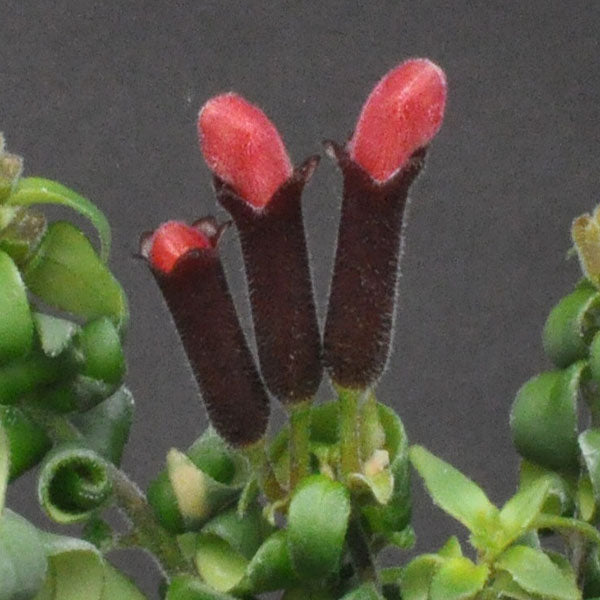 Aeschynanthus radicans var. 'Crispa'