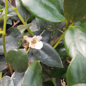 Codonanthe crassifolia 'Cranberry'