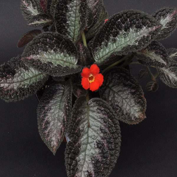 chocolate soldier succulent care Episcia 'Chocolate Soldier'