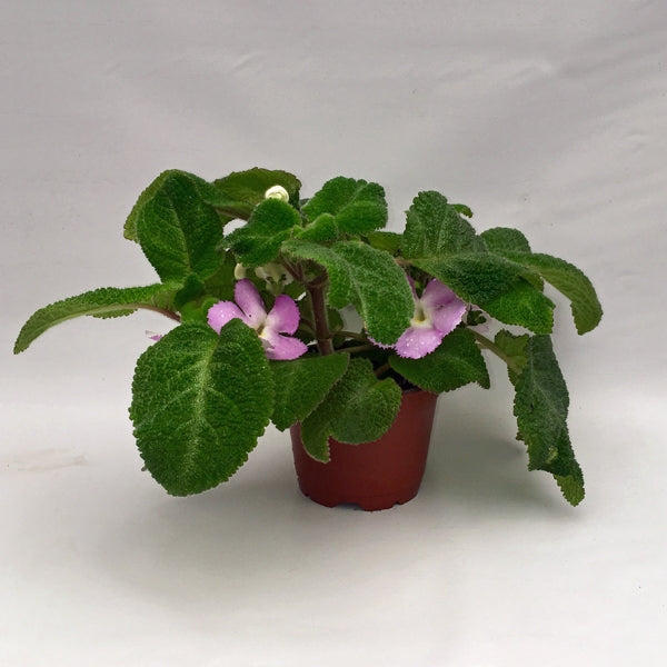 Episcia 'Selby's Best'