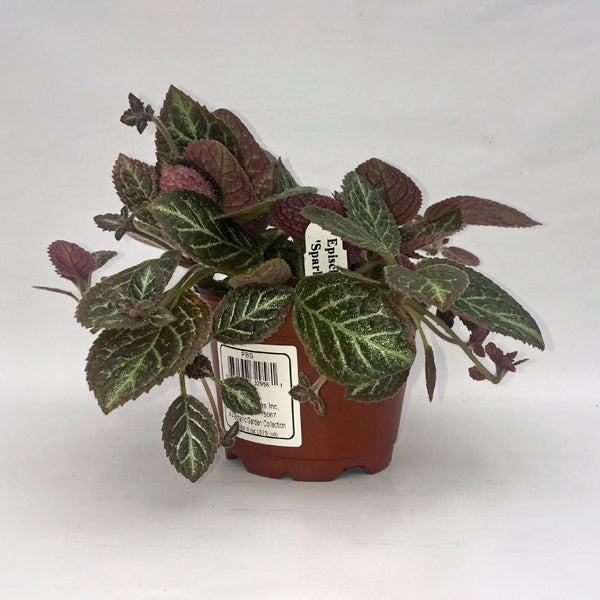 sparkle plant pot Episcia 'Sparkle Plenty' – Steve's Leaves