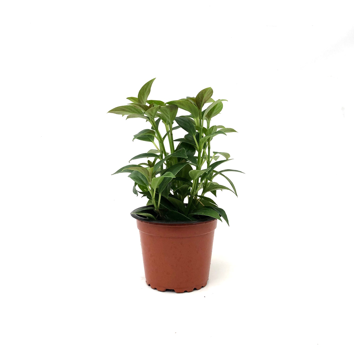 steins indoor plants Nematanthus wettsteinii X hirtellus – Steve's Leaves