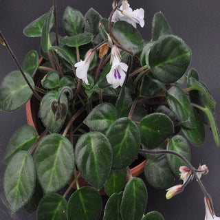 Primulina tamiana