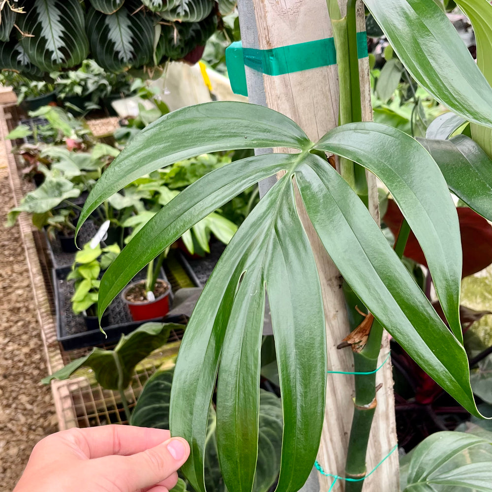 In Stock | Steve's Leaves Exotic Plants, Rare Tropical Plants & More ...