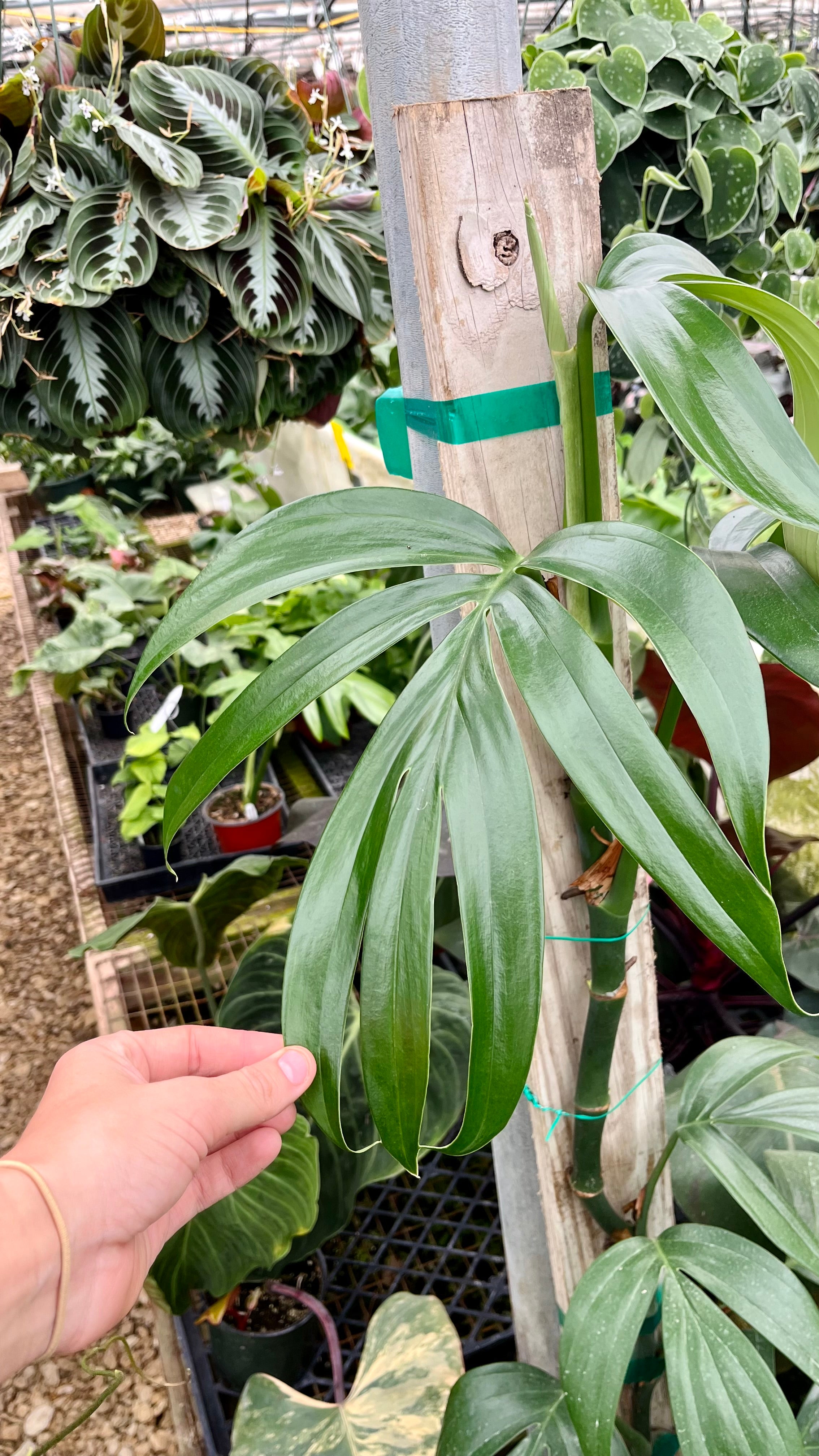 monstera decursiva Rhaphidophora decursiva