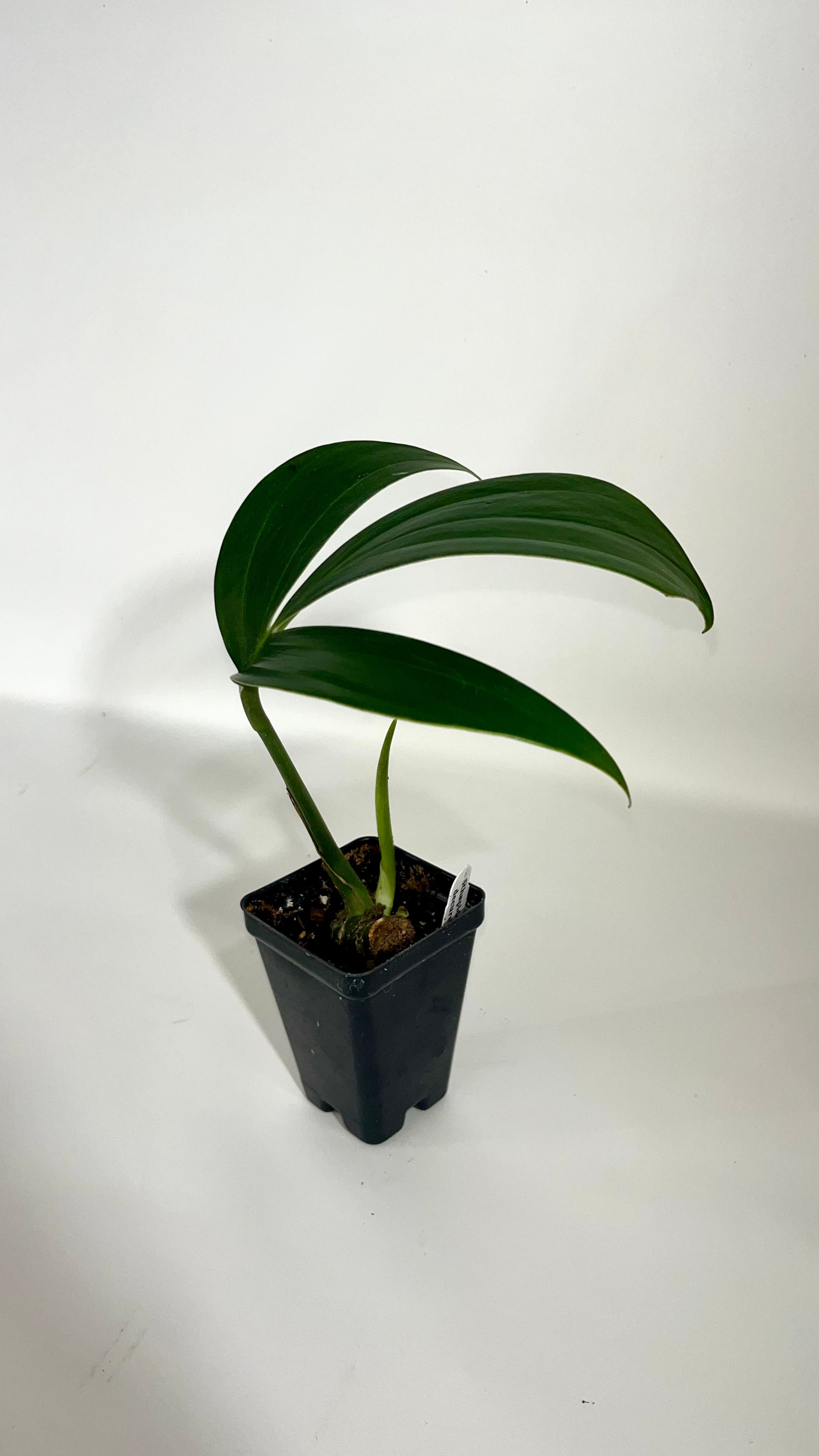 philodendron rhaphidophora decursiva Rhaphidophora decursiva