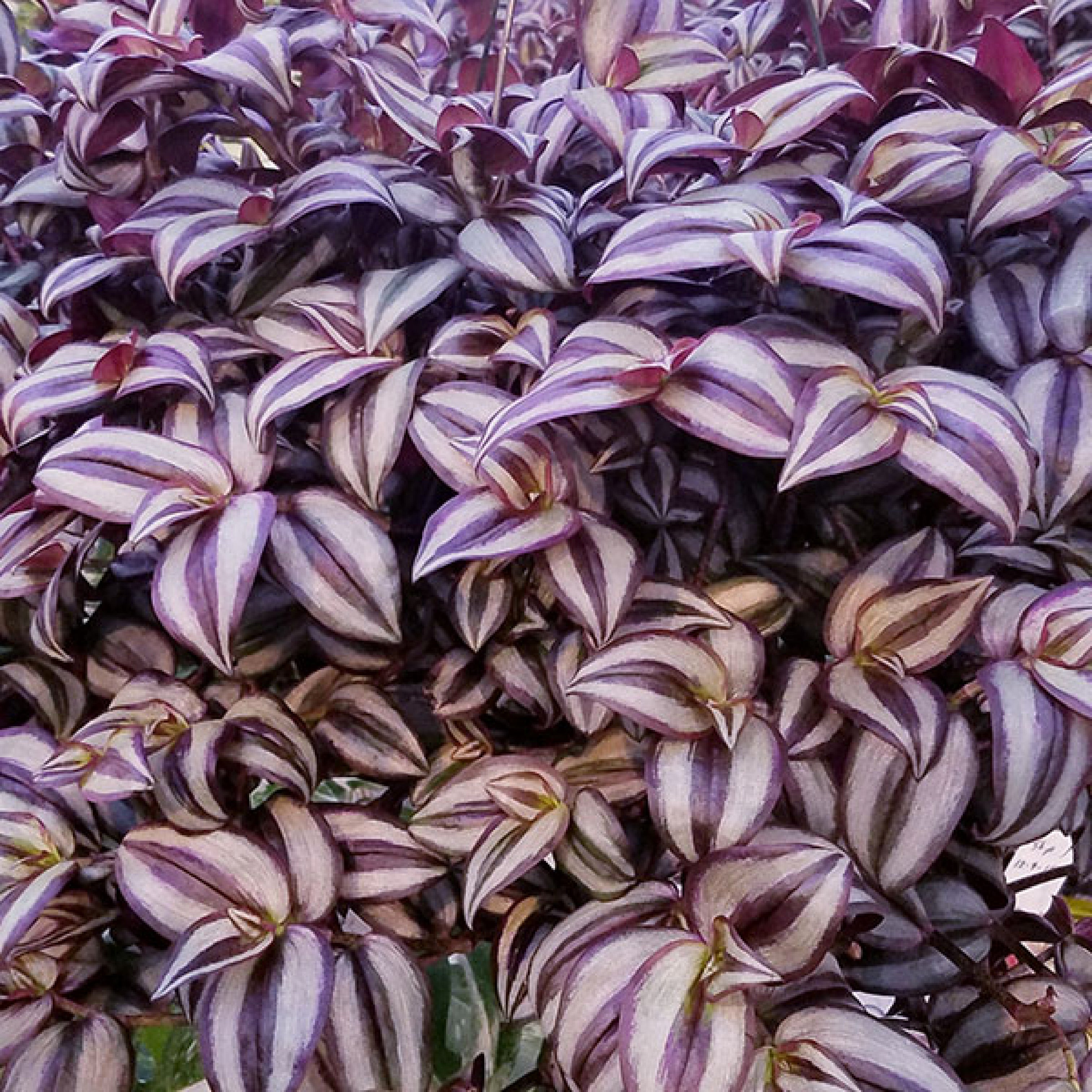 Tradescantia zebrina "Purple Tinge" (Inchplant) Leaves