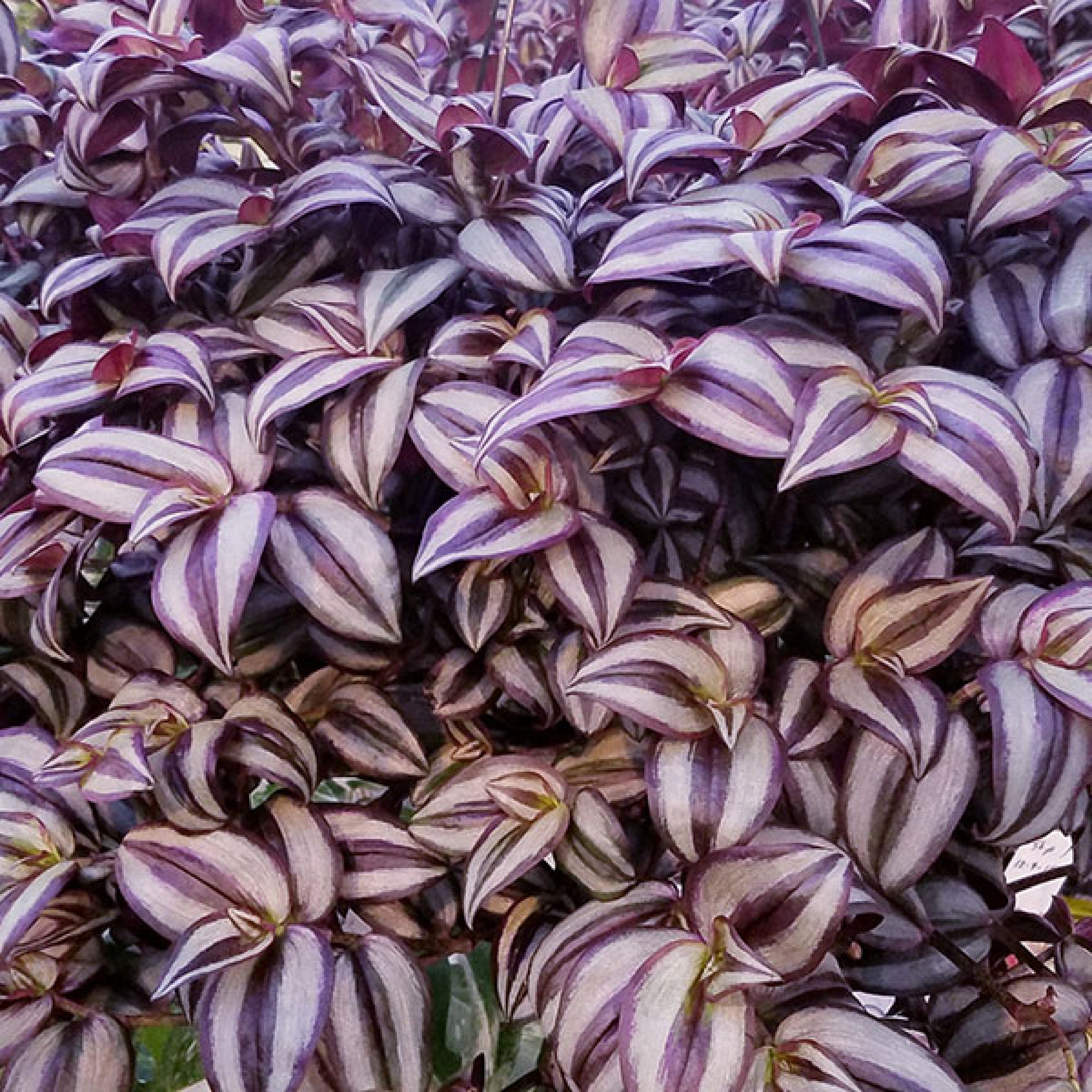 purple tinged plant like snake plant Tradescantia zebrina 'Deep purple'
