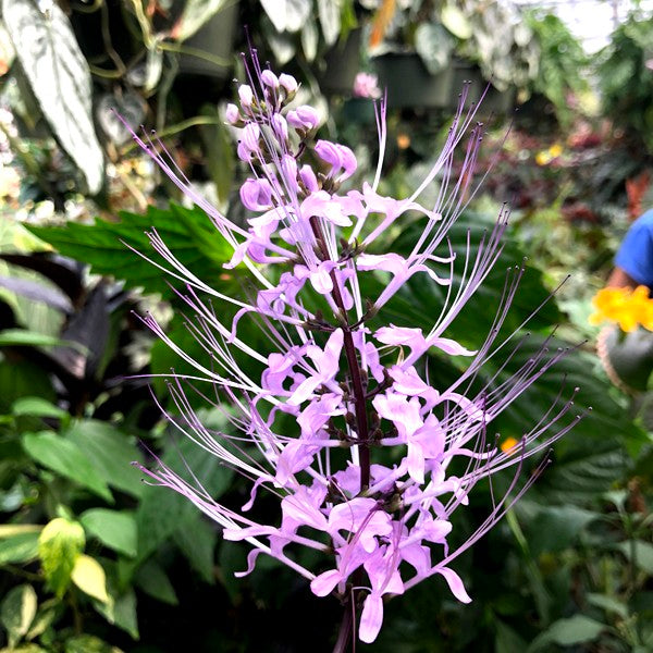cat whiskers plant seeds Orthosiphon stamineus (Cat's Whiskers)
