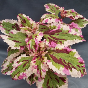 Plectranthus hybrida (Coleus) 'Anna'