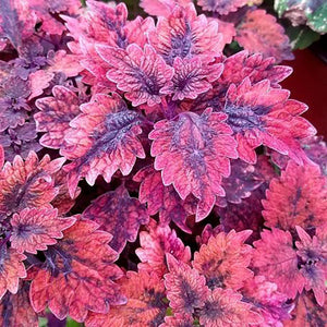 Plectranthus hybrida (Coleus) 'Gnash Rambler'