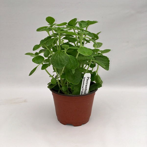 vicks plant indoor Plectranthus tomentosa (Vicks Plant)