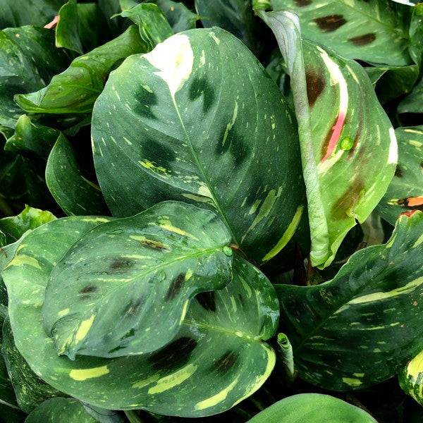 kim prayer plant Maranta leuconeura var. kerchoveana 'Variegata' 12cm
