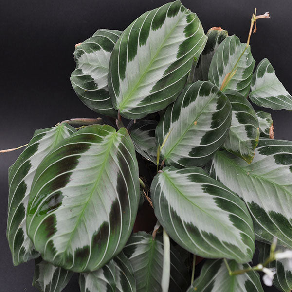 maranta prayer plant types Maranta Leuconeura Silver Band