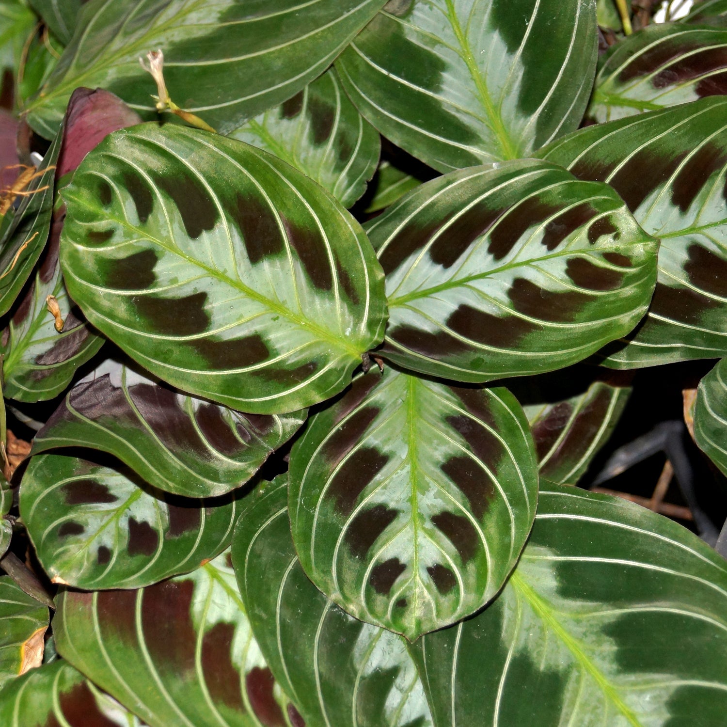 black prayer plant for sale Maranta leuconeura 'massangeana'