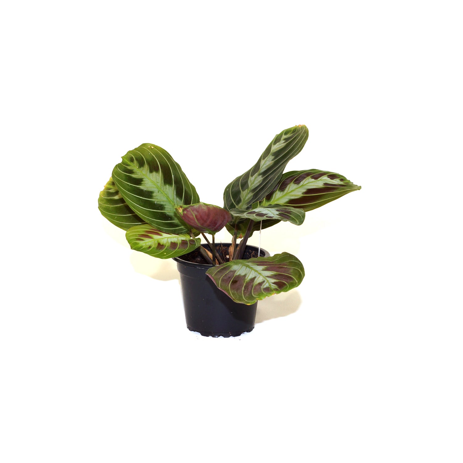 black maranta prayer plant Maranta leuconeura 'massangeana'