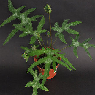 Dorstenia contrajerva