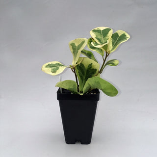 Ficus triangularis 'variegated'