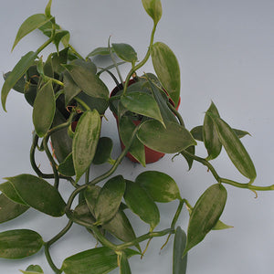 Orchidaceae-Vanilla-planifolia-1-Steve’s Leaves Inc.