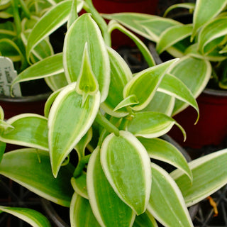 Vanilla planifolia 'Albo-Variegata'
