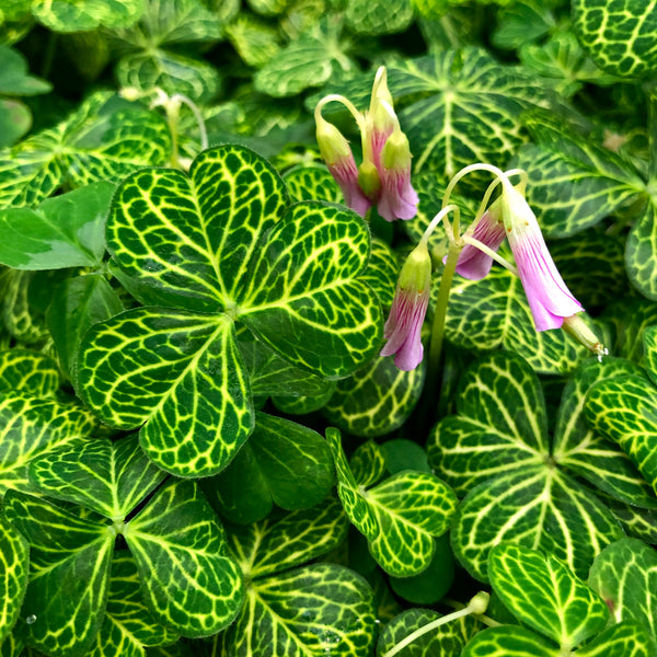 5 Bulbi Di Oxalis Corymbosa Variegata – Foglie Variegate Uniche – Collezione 2024 - Foto 5