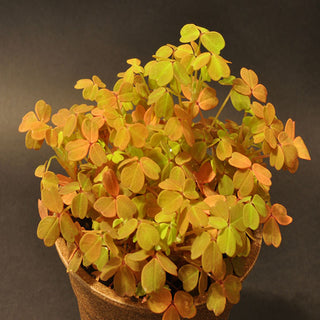 Oxalis spiralis subspecies vulcanicola 'Sunset Velvet'