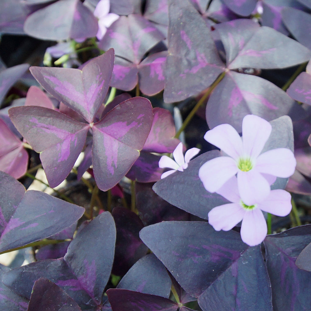 Oxalis corymbosa aureo-reticulata (Gold Veined Shamrock) | Steve's Leaves