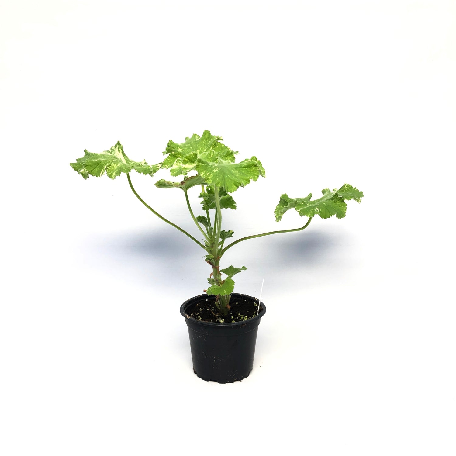 Pelargonium ‘Snowflake’ (Scented Geranium)
