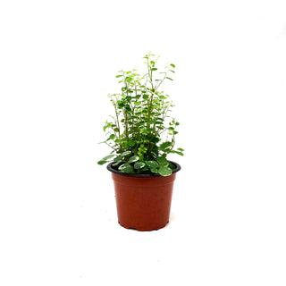 Breynia disticha 'Minima' (Snow Bush)