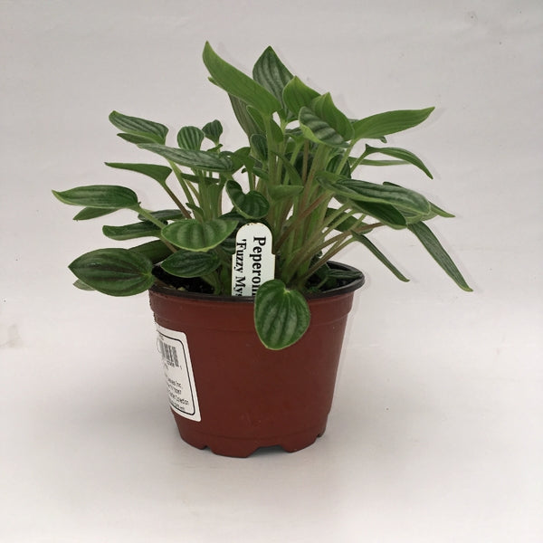 fuzzy plants indoor Peperomia "Fuzzy Mystery" – Steve's Leaves