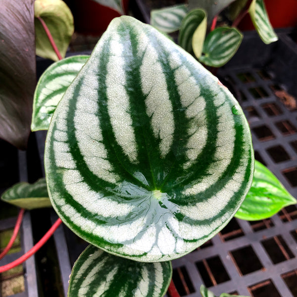 Peperomia argyreia variegated/スイカ ペペロニア⑤ Peperomia argyreia variegated / 極斑入り スイカペペロニア④