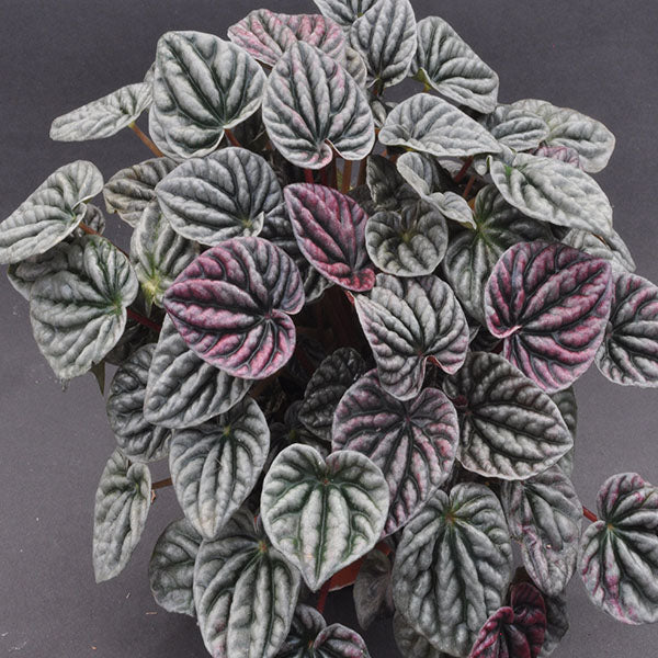 red peperomia succulent Peperomia caperata 'Luna Red'