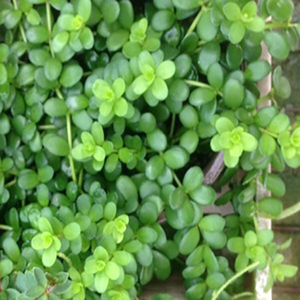 succulent small leaves Peperomia hoffmannii
