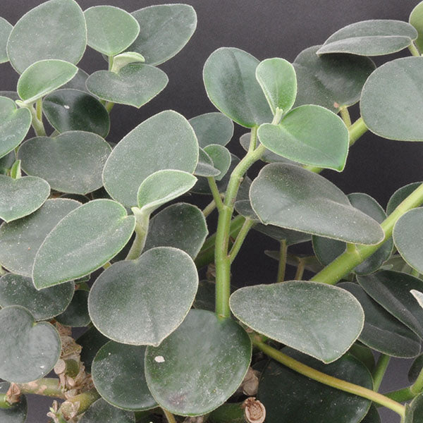 indoor plant with fuzzy leaves Peperomia Incana | Fuzzy Peperomia