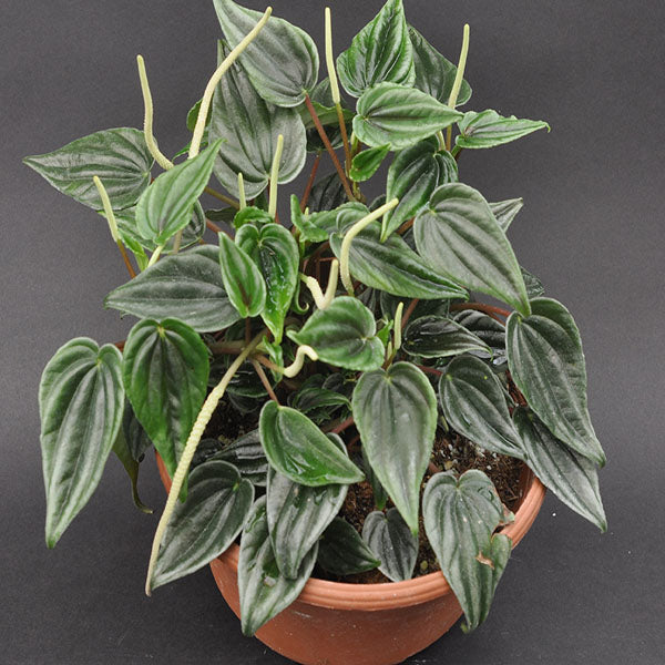 philodendron marmorata Peperomia marmorata – Steve's Leaves