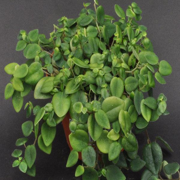 peperomia succulent Peperomia Perciliata | Trailing Panama Species