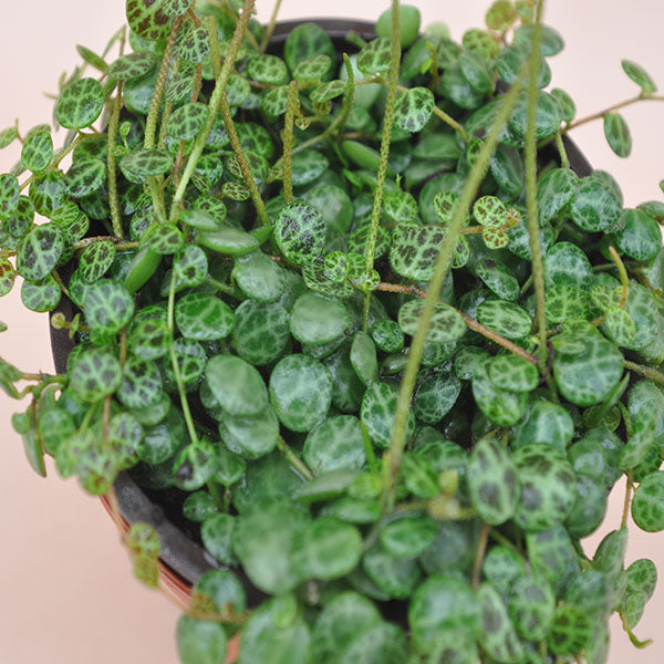 peperomia succulent Peperomia prostrata – Steve's Leaves
