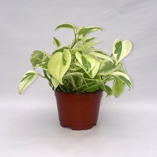 variegated philodendron peperomia Peperomia scandens 'Variegata'