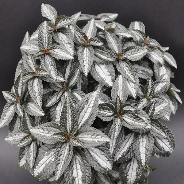 money plant silver leaves Pilea pubescens 'Silver Tree' – Steve's Leaves