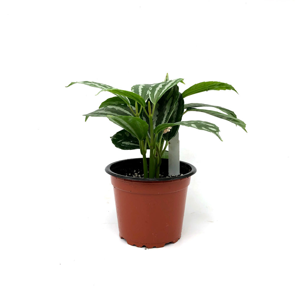 leon the professional aglaonema Pilea cadierei – Steve's Leaves