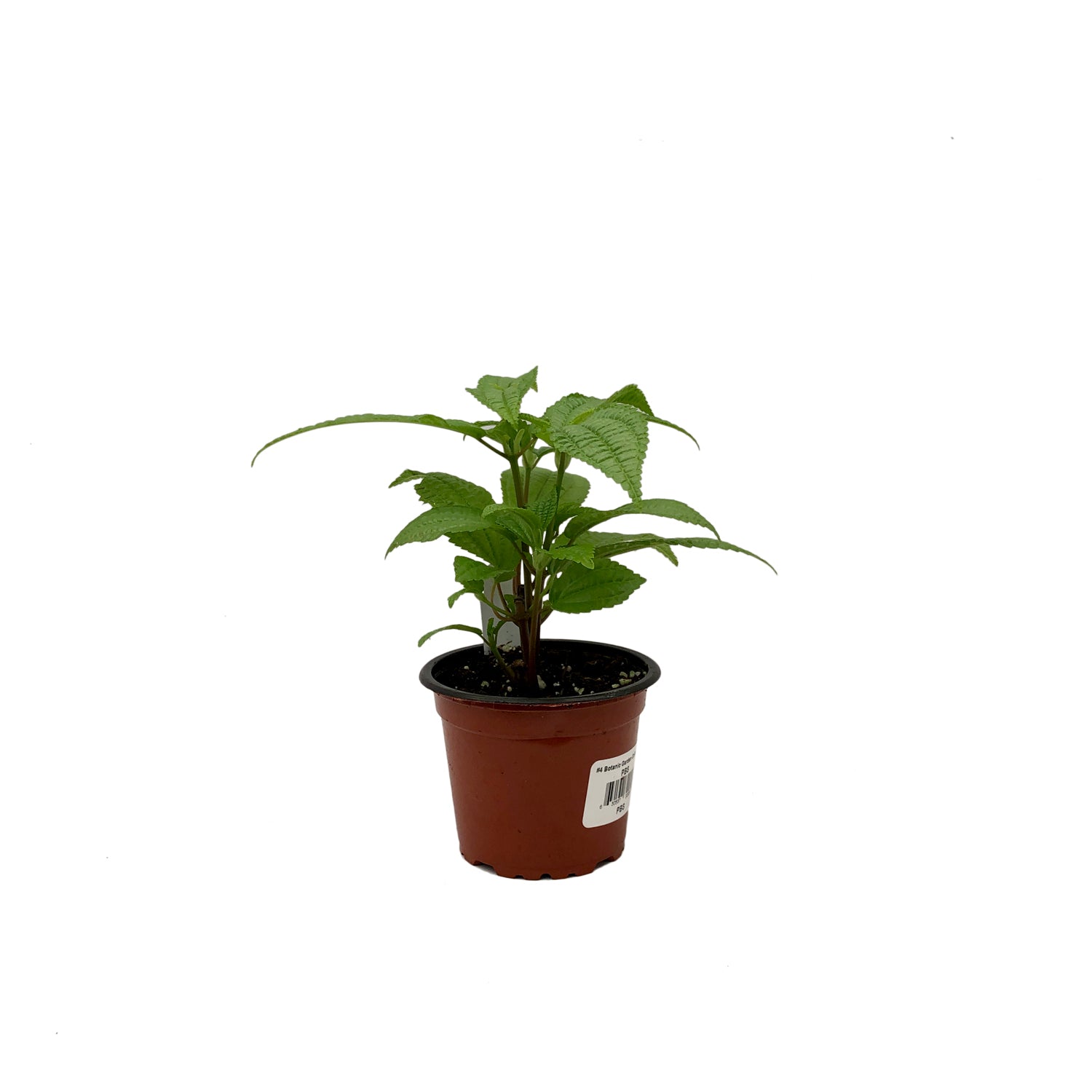 Pilea grandifolia