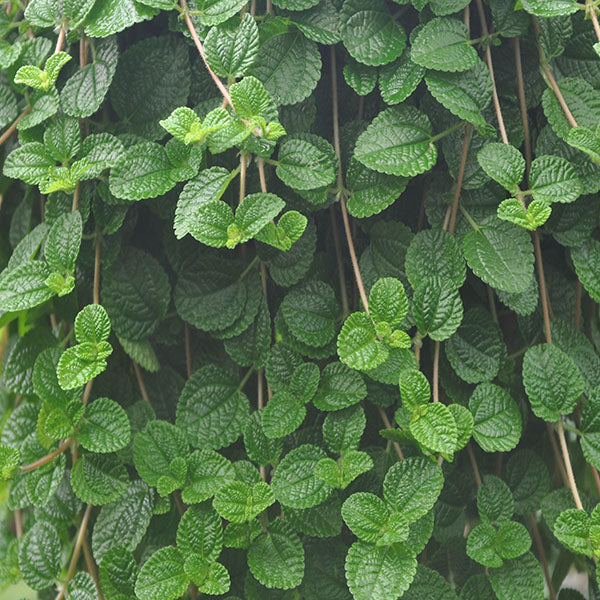creeping charlie hanging plant Pilea nummulariifolia