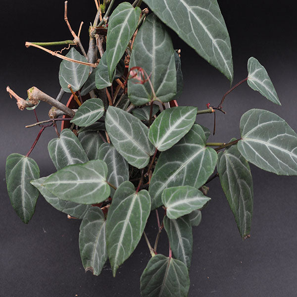 amazonia succulent Cissus amazonica