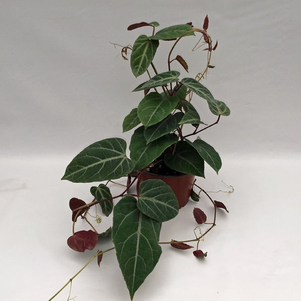 amazonia succulent Cissus Amazonica | Hanging Houseplants